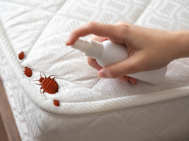 Best Bed Bug Extermination  in Town And Country, MO