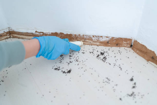 Best Best Pest Control Companies  in Town And Country, MO